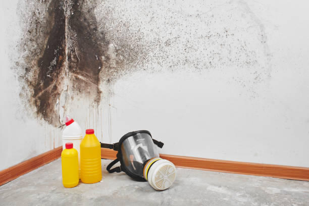 Best Commercial Mold Remediation in Haskell, AR