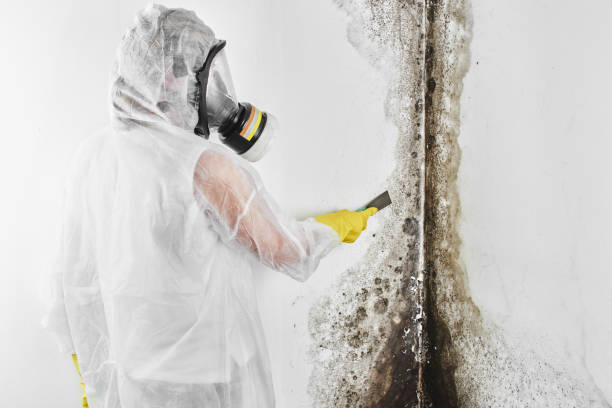 Best Mold Remediation for Specific Building Types in Haskell, AR