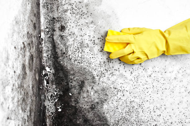 Best Black Mold Remediation in Haskell, AR