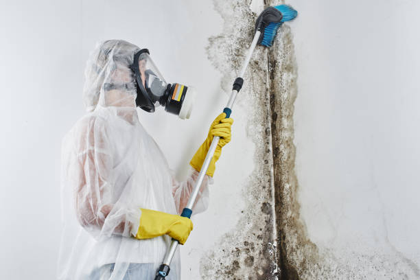 Best Health and Safety Mold Remediation in Haskell, AR