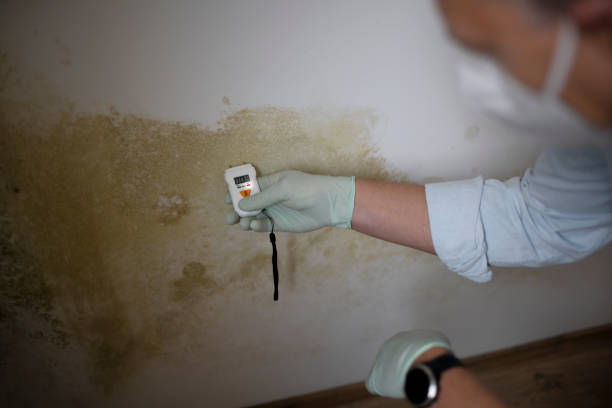 Best Basement Mold Remediation in Haskell, AR