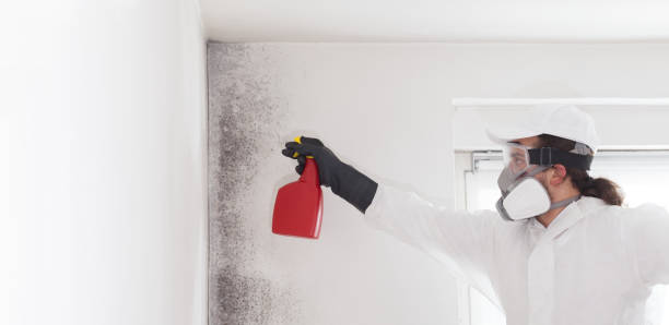 Best Bathroom Mold Remediation in Haskell, AR