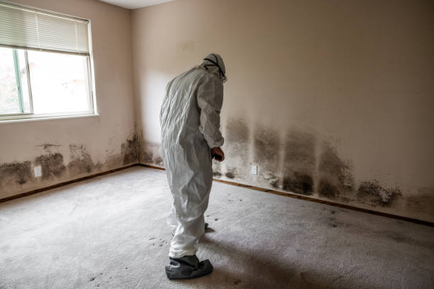 Best Localized Mold Remediation (e.g., coastal areas, humid climates) in Haskell, AR